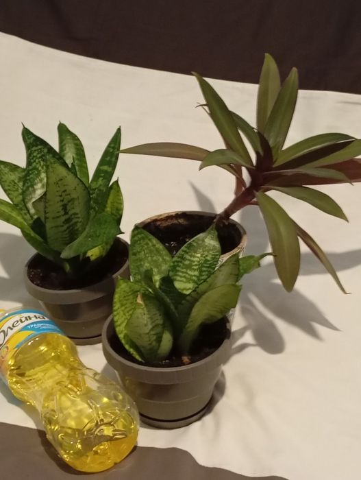 Вазон традесканця Рео в подвійному горщику з дозатором води