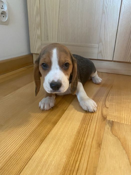 Beagle trikolor aktualne