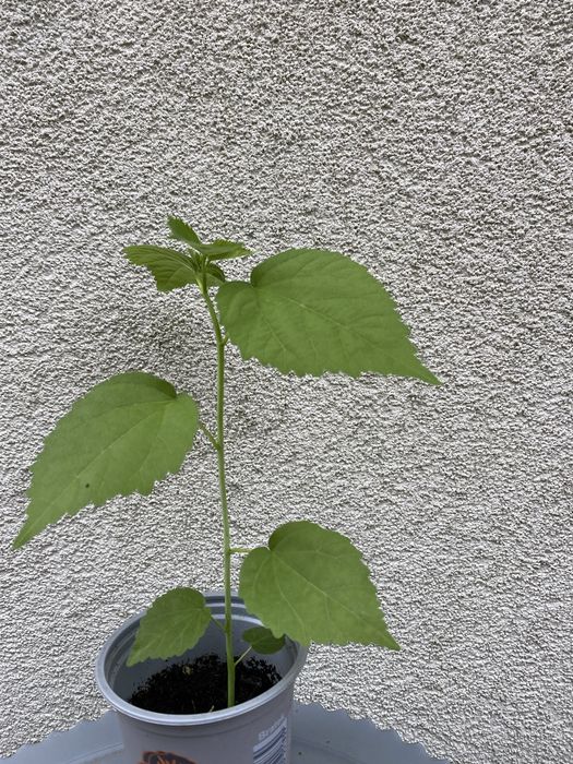 Sadzonka hibiskus bagienny