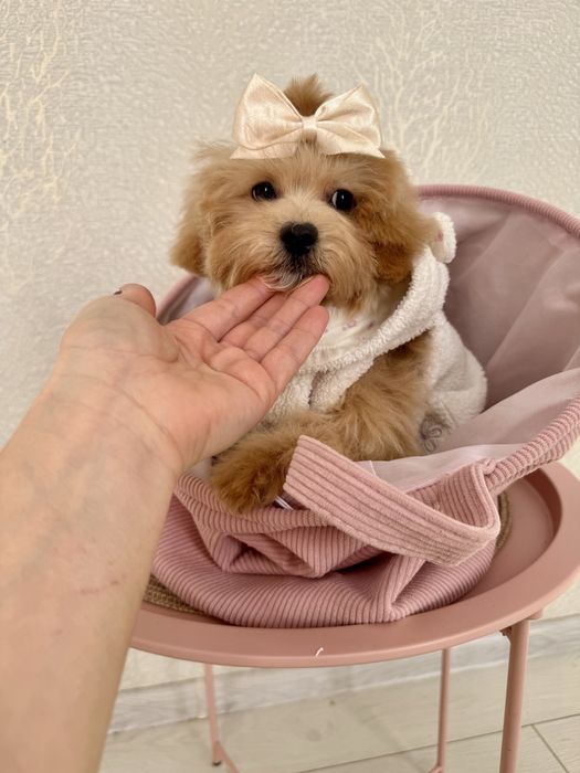 Дівчинка мальтіпу f-1, вік 4,5 місяці