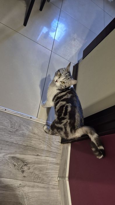 Знайдена кішка,Запоріжжя малий ринок