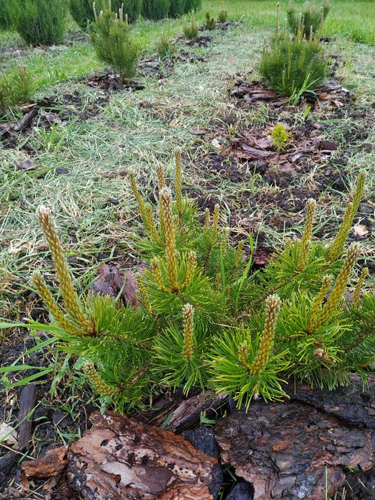 Сосна горная 'Мугус'. Декоративные растения