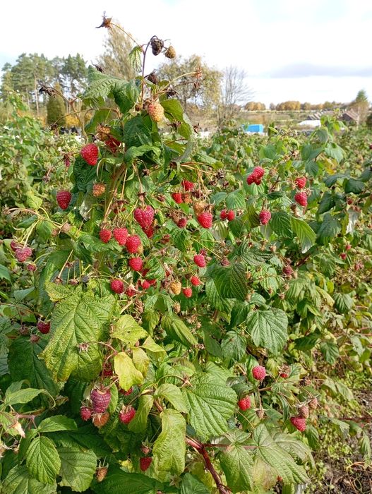 Продам садженці малини Полана