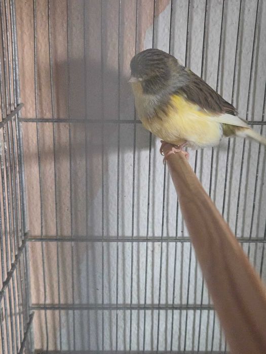 Canario macho gloster consort 2025