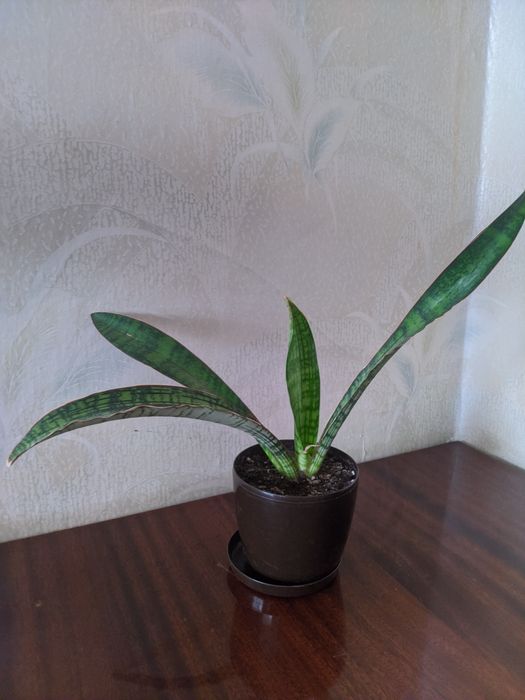 Сансевьерия Клеопатра