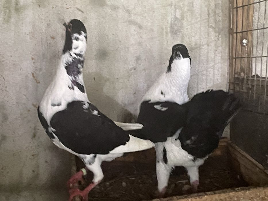 Casal de Pombos  Galinha