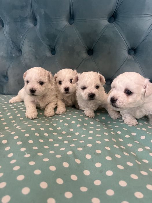 Продам щенков бишона