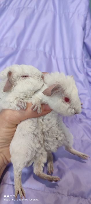 Пухнастий Тедді морська свиночка