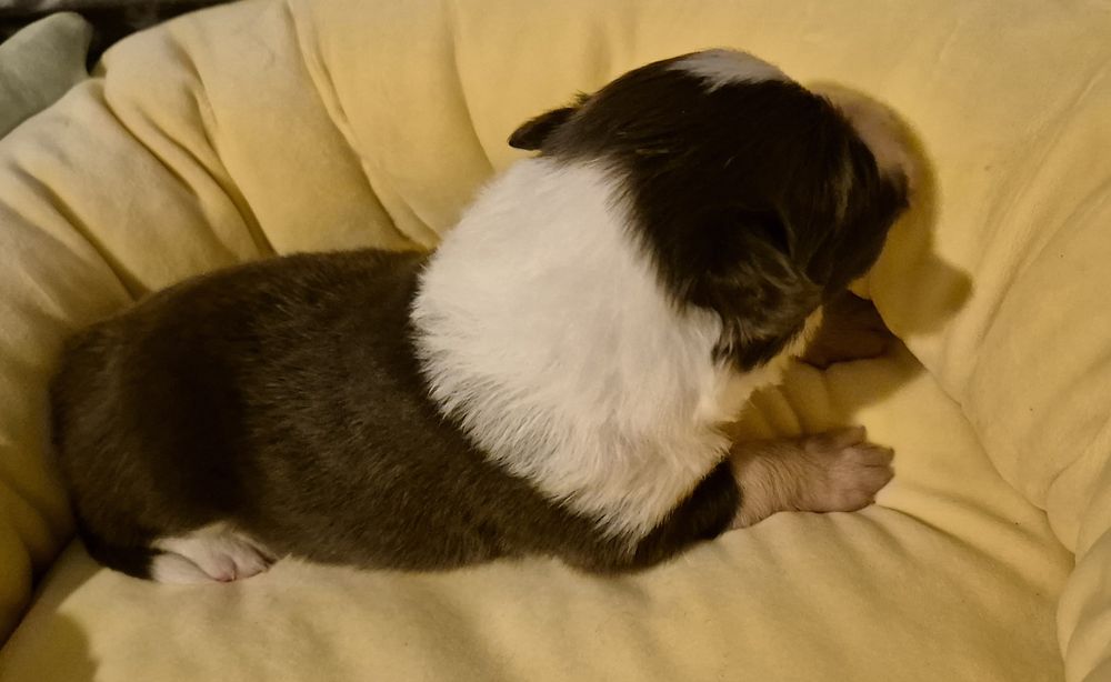 Piesek border collie