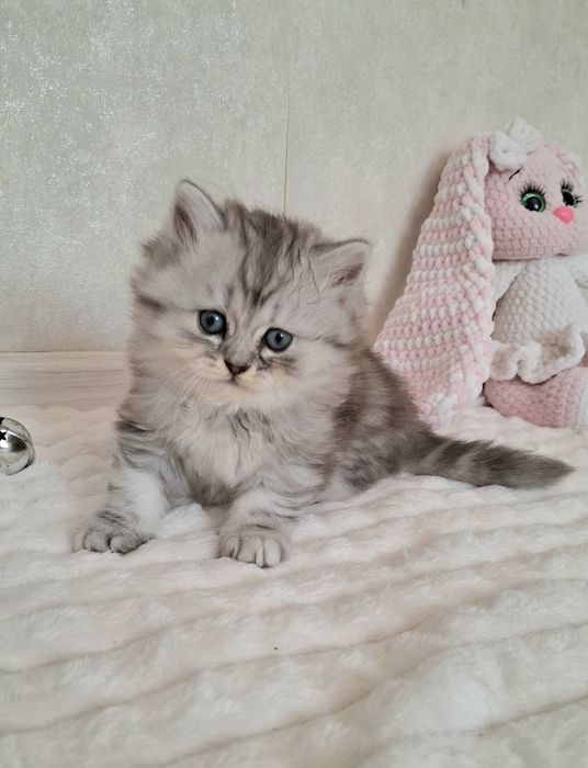 Британский котёнок ns22
