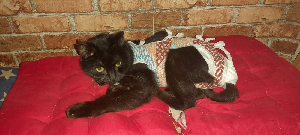 Віддаємо лагідного котика. Сумка-переноска в подарунок