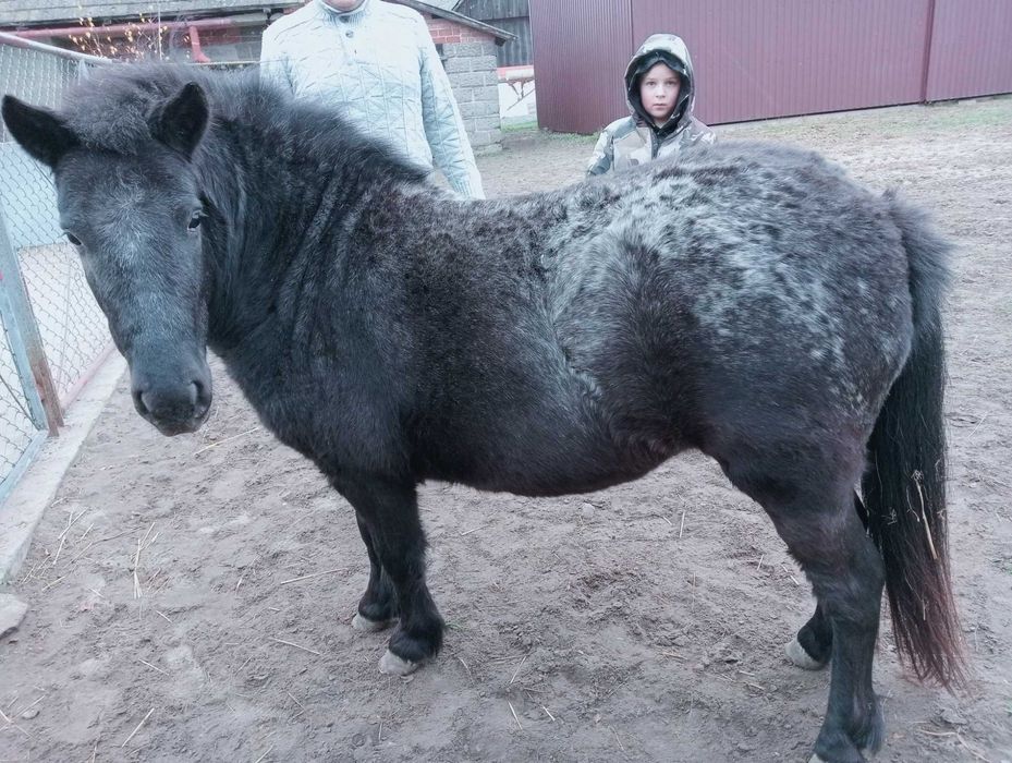 Sprzedam klacz kucyka