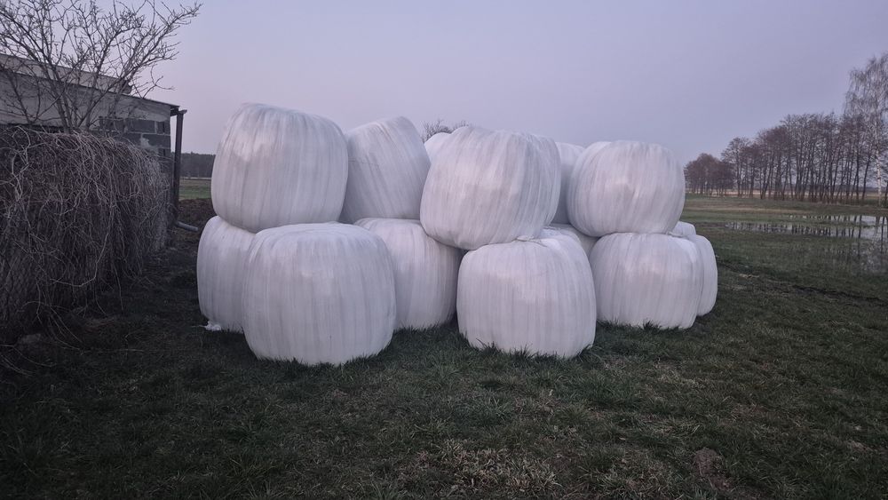 Witam sprzedam  kiszonke