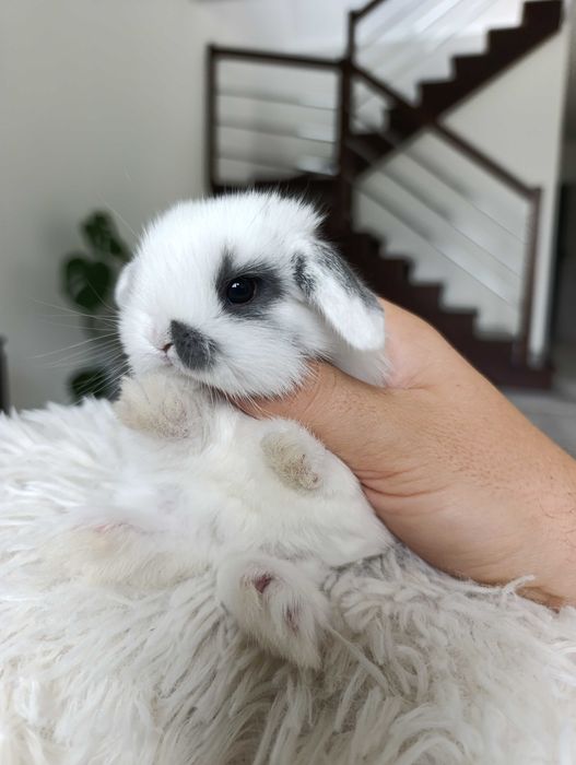 Mini lop karzełek Teddy hodowla