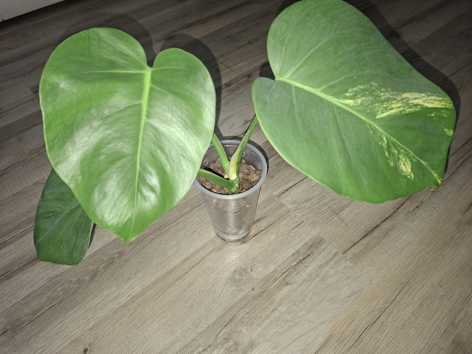 Monstera Marmorata