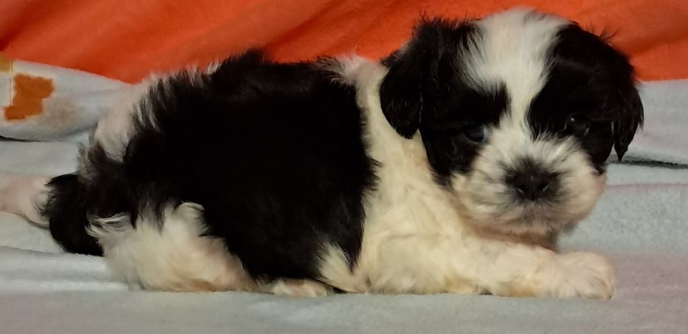 Shih Tzu miniatura