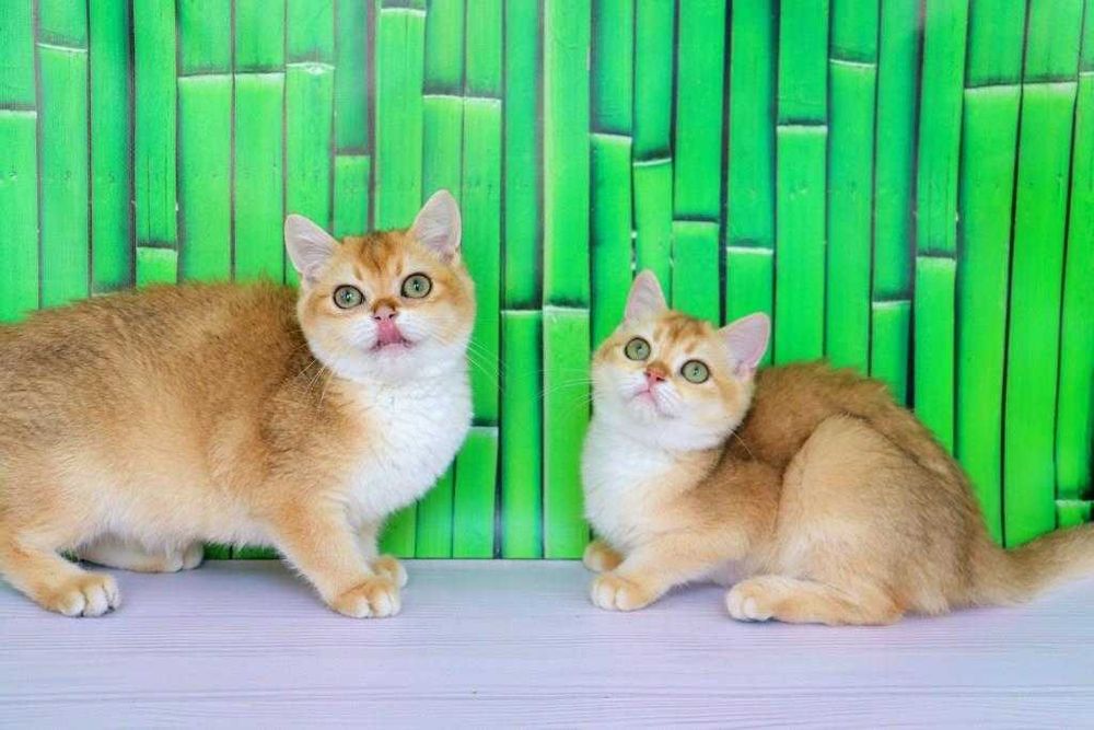 Интересный британский котёночек в золотой плюшевой шубке