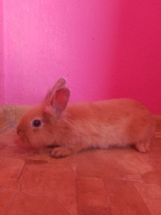 kroliczek miniaturka