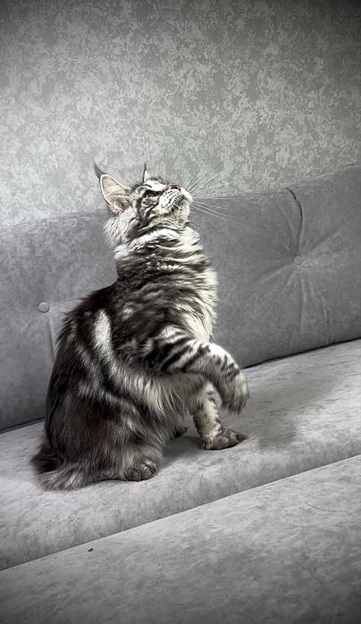 Дівчинка чорний мармур на сріблі