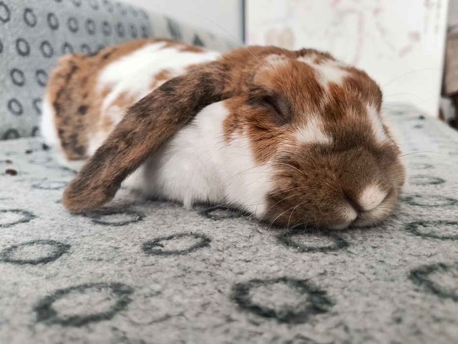 Króliczek do adopcji