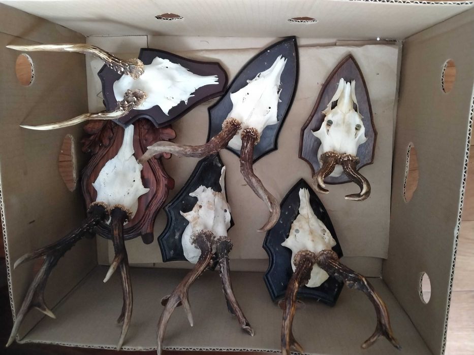 Kozły, Medalowe Rogacze, Kolekcja trofeów