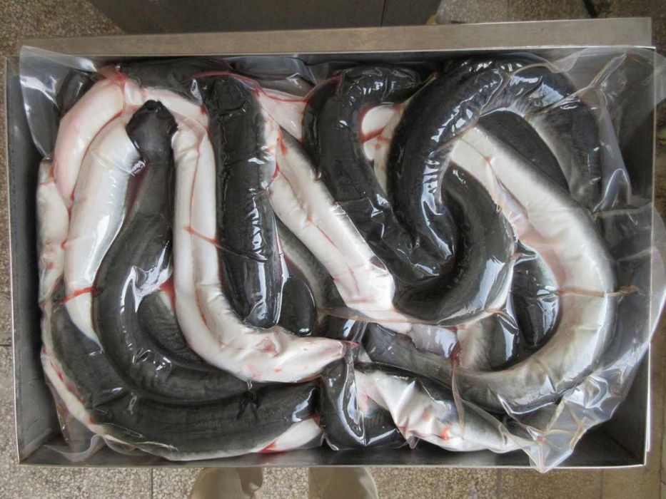 Угорь Вугор риба вугрі свіжоморожений морепродукти тарань сырой суши