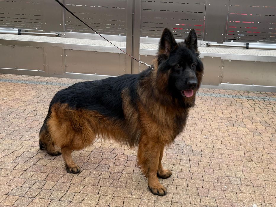 Owczarek niemiecki-piesek