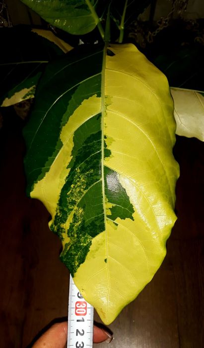 Акція!!! Ficus Septica Select Clone  Aurea. Фікус.Не Філодендрон