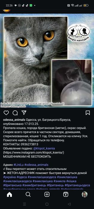 Пропала кошка 14.03