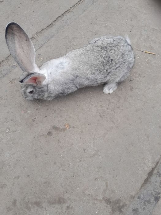 Sprzedam królika Belga samica