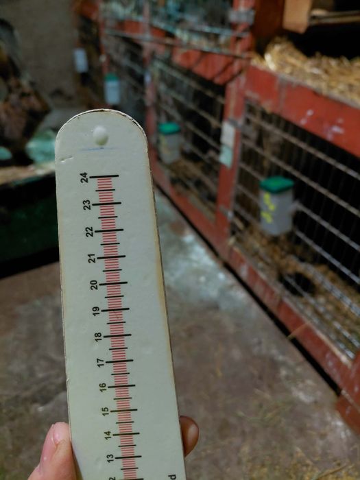 Olbrzym belgijski samczyki