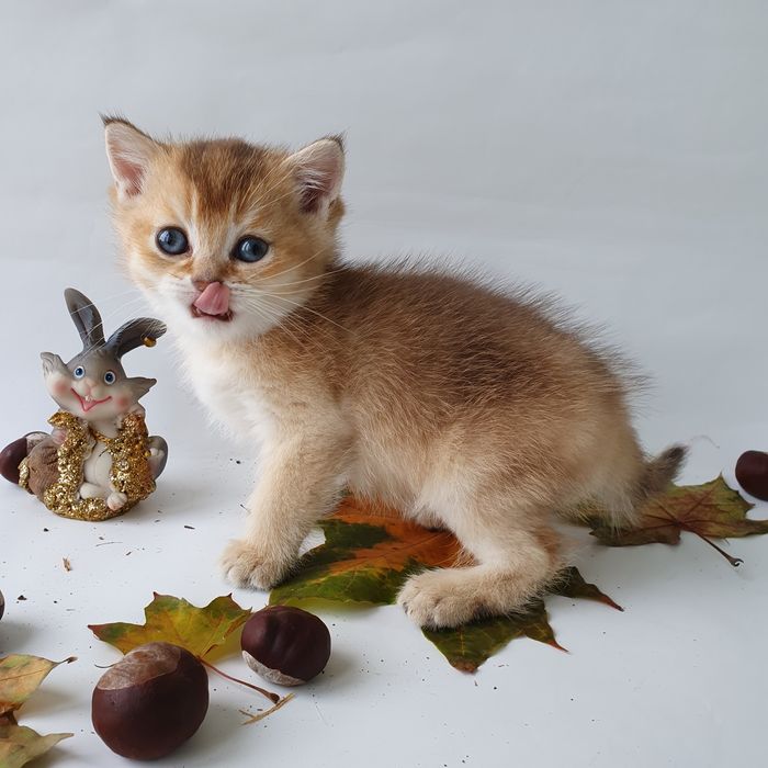 Киев Золотая шиншилла, породистые котята котенок котик, с документами