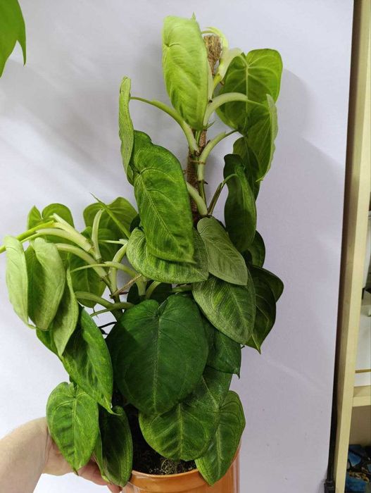 Пеперомії, філодендрон, сингоніум frosted heart