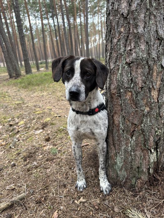Psiak pełen miłości czeka na adopcję