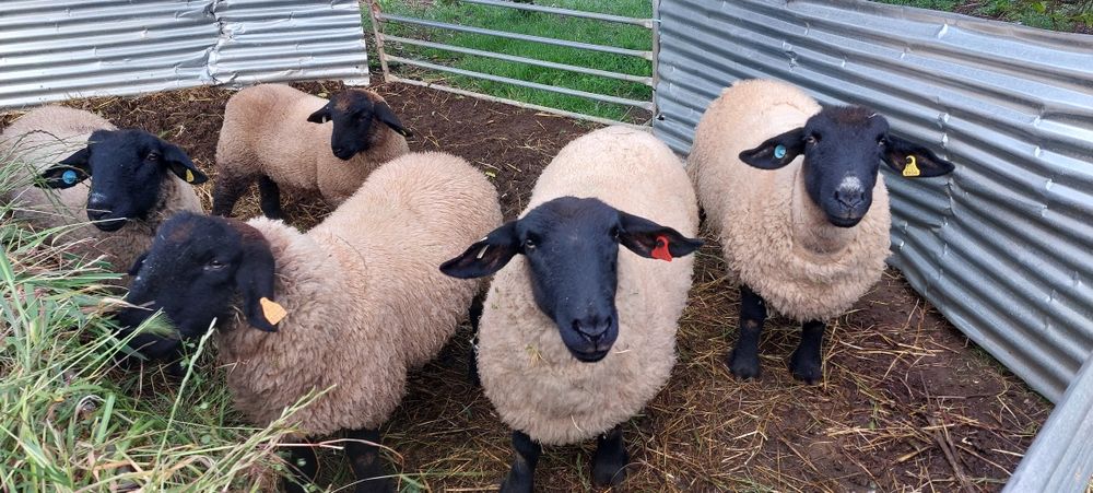 Ovelhas suffolk certeficadas