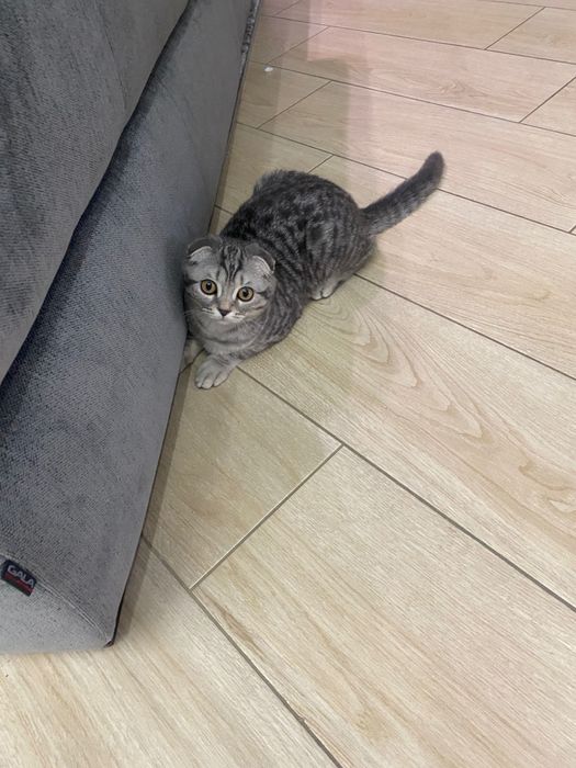 Кішка шотландець 5 місяців