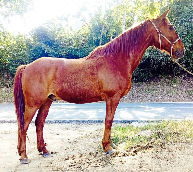 Cavalo manso montado