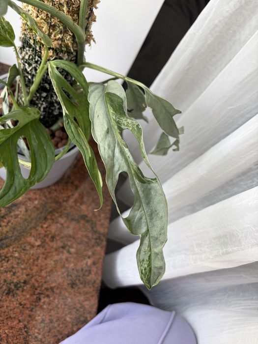 Monstera indonesian marble