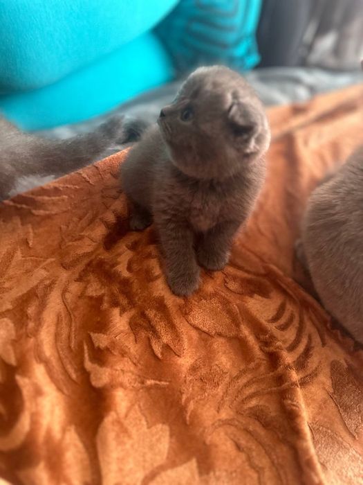 Британские котята