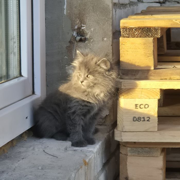 Котята /кошенята шукають дім