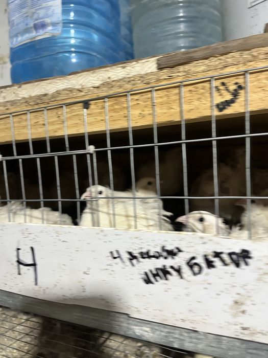 Перепелиные яйца инкубационные! Отправлю