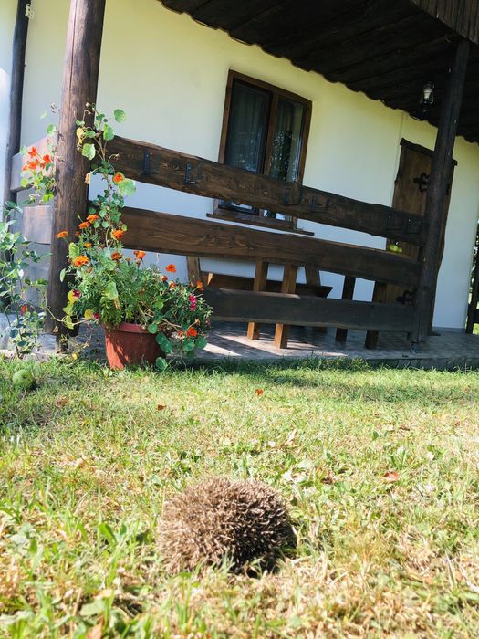 Садиба ЕКО-ДІМ, з власним Чаном та басейном відпочинок в Закарпатті