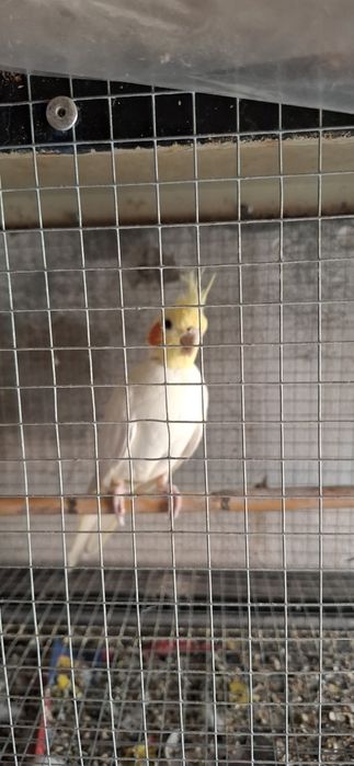 Caturra /calopsita Lutino
