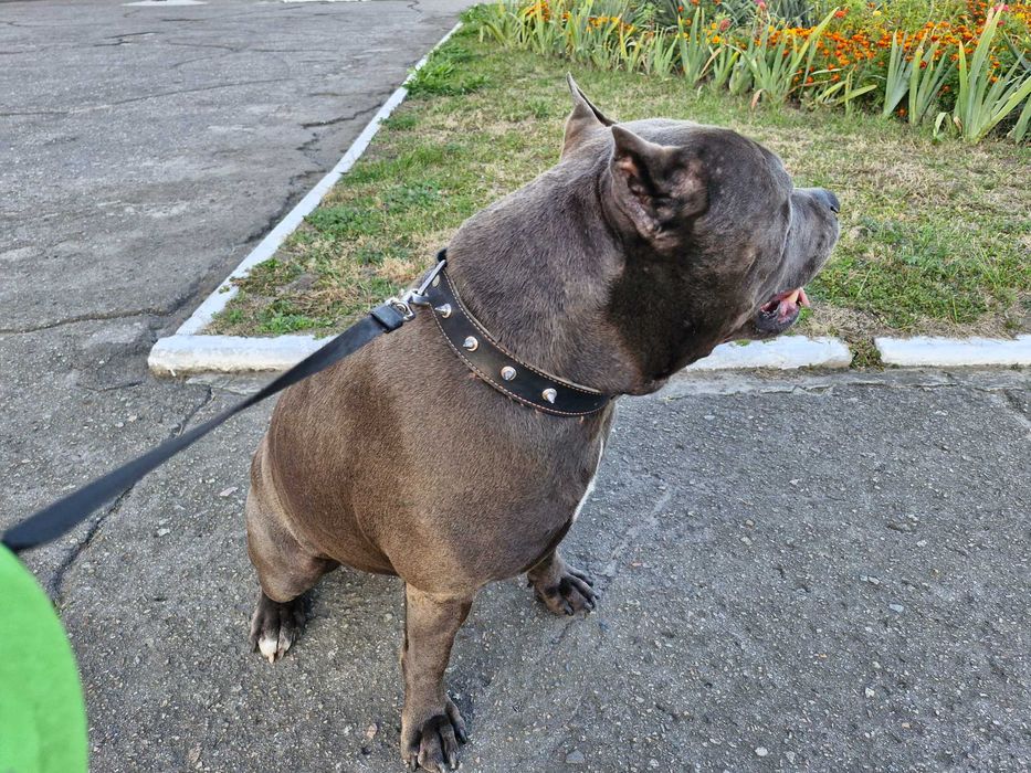 Ам-стаф случка . Родословний .