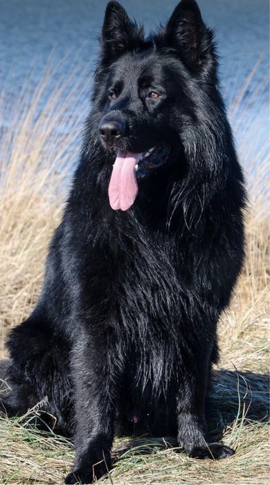 Німецька вівчарка, вʼязка, чорний довгошерстий кобель