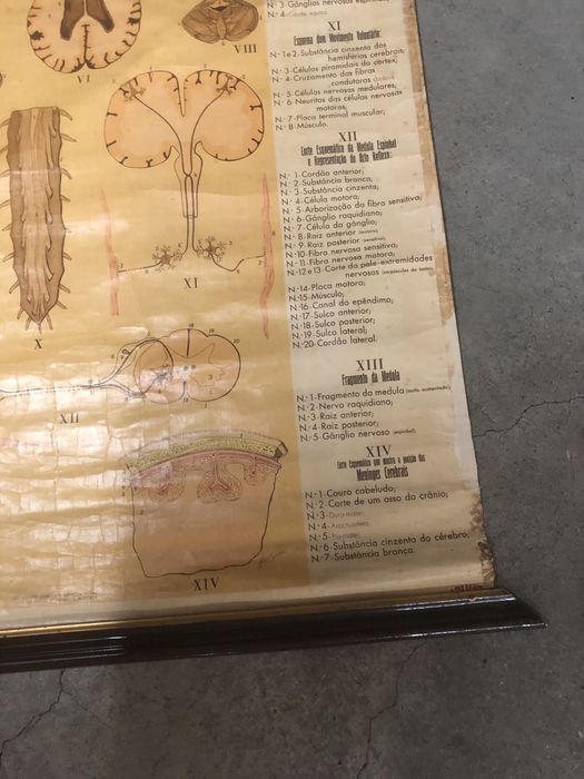 Mapa em tela do corpo humano antigo