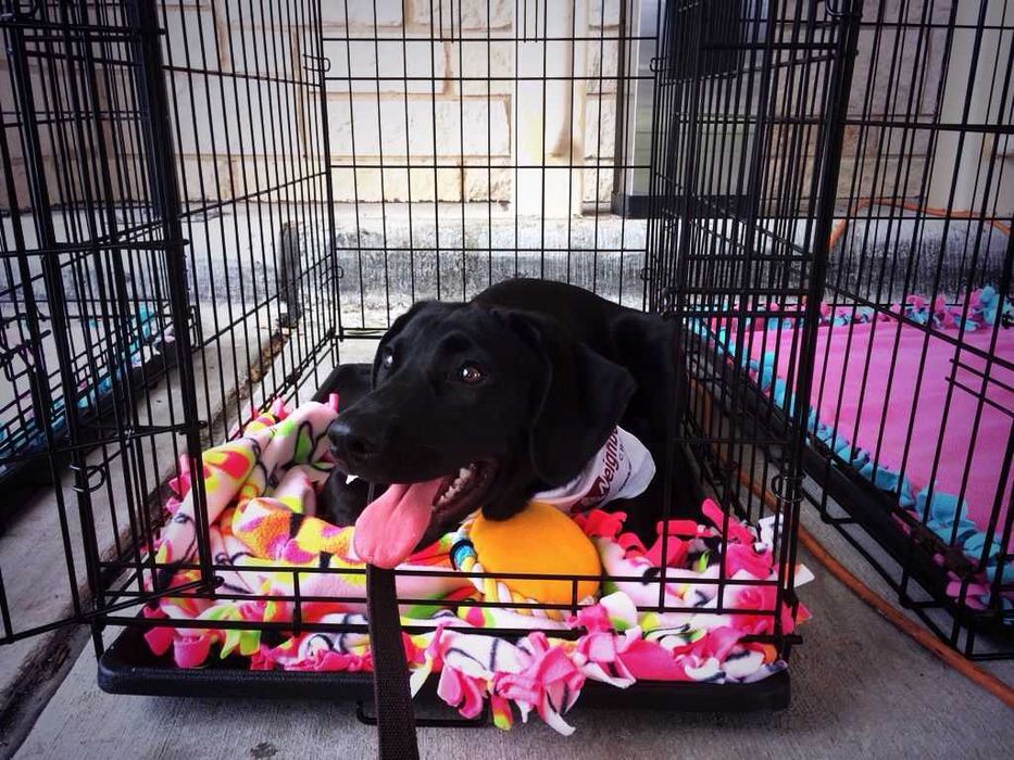 Клітка вольер клетка переноска для собак кошек птиц Польша 6-розмірів