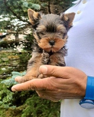 Yorkshire terrier  Piesek