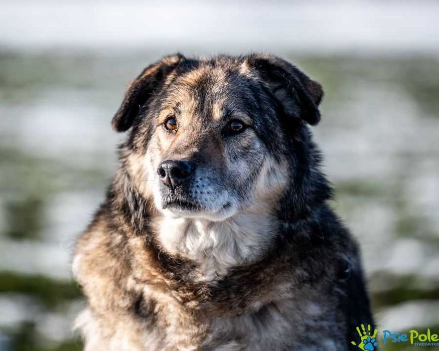 Dostojny MOKI szuka domku!