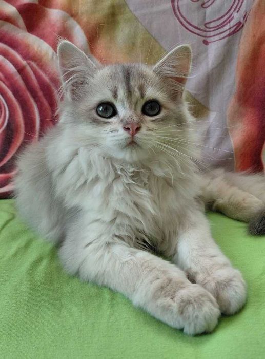 Шотландский длинношерстный котик в окрасе голубое золото ау11